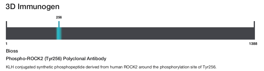 Phospho-ROCK2 (Tyr256) Polyclonal Antibody