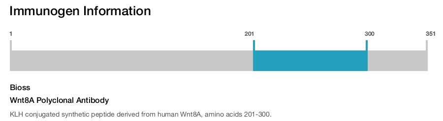 Wnt8A Polyclonal Antibody