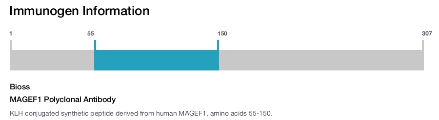 MAGEF1 Polyclonal Antibody
