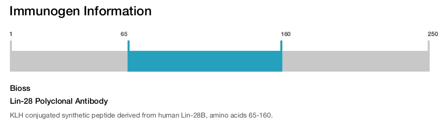 Lin-28 Polyclonal Antibody