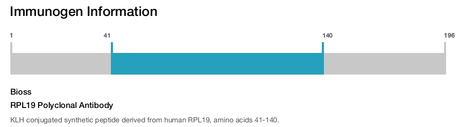 RPL19 Polyclonal Antibody