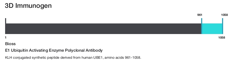 E1 Ubiquitin Activating Enzyme Polyclonal Antibody
