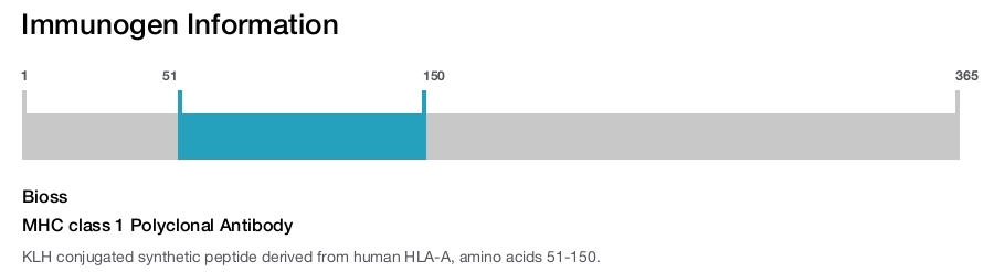 MHC class 1 Polyclonal Antibody