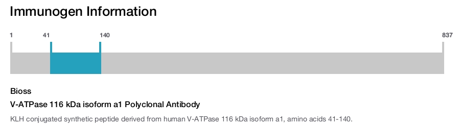 V-ATPase 116 kDa isoform a1 Polyclonal Antibody