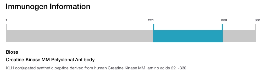 Creatine Kinase MM Polyclonal Antibody
