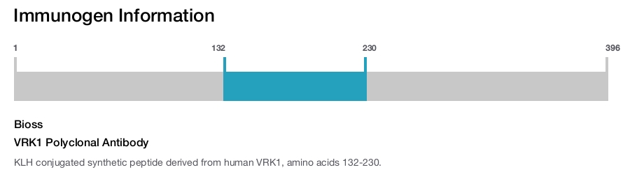 VRK1 Polyclonal Antibody