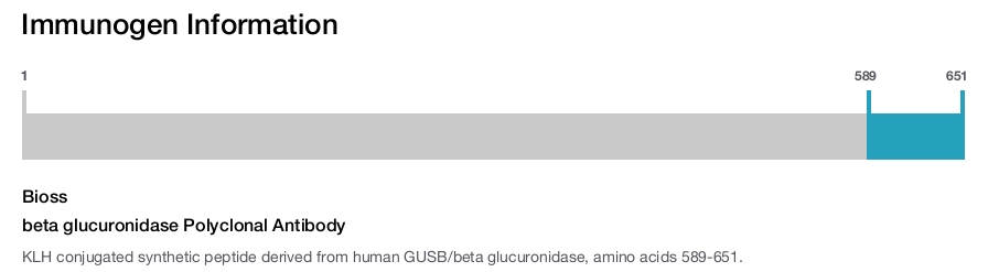 beta glucuronidase Polyclonal Antibody