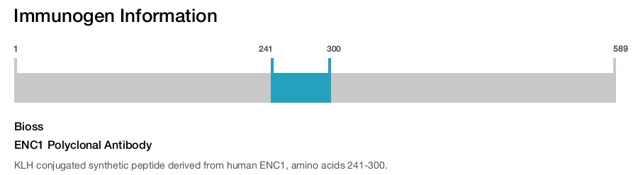 ENC1 Polyclonal Antibody