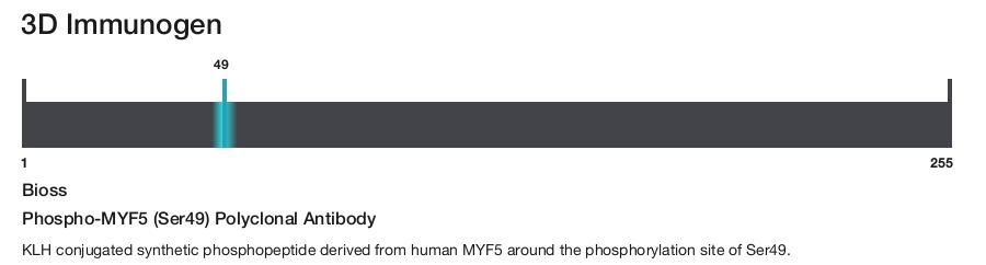 Phospho-MYF5 (Ser49) Polyclonal Antibody