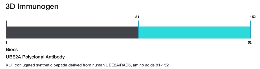 UBE2A Polyclonal Antibody