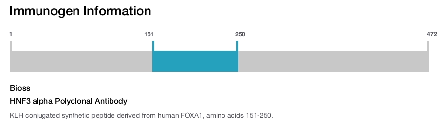 HNF3 alpha Polyclonal Antibody