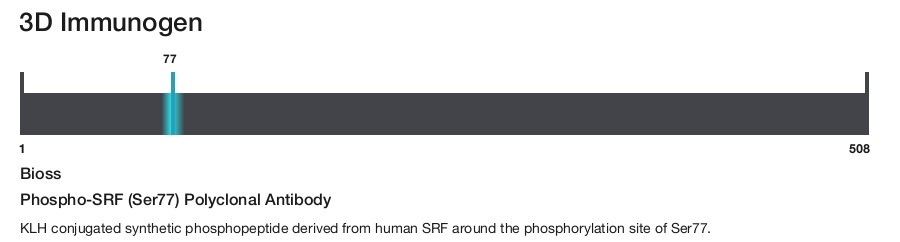 Phospho-SRF (Ser77) Polyclonal Antibody
