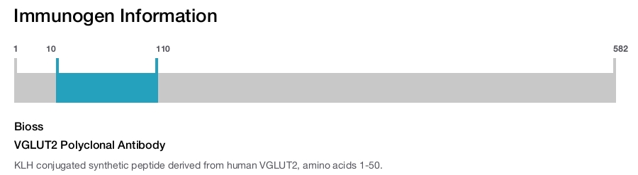 VGLUT2 Polyclonal Antibody