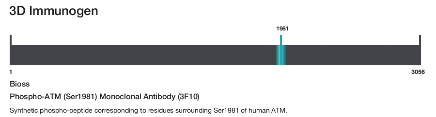 Phospho-ATM (Ser1981) Monoclonal Antibody (3F10)