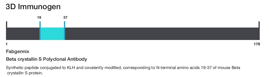 Beta crystallin S Polyclonal Antibody