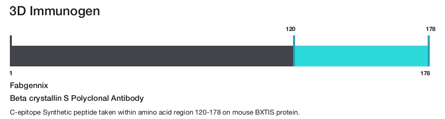 Beta crystallin S Polyclonal Antibody