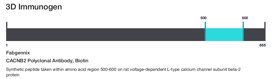 CACNB2 Polyclonal Antibody, Biotin