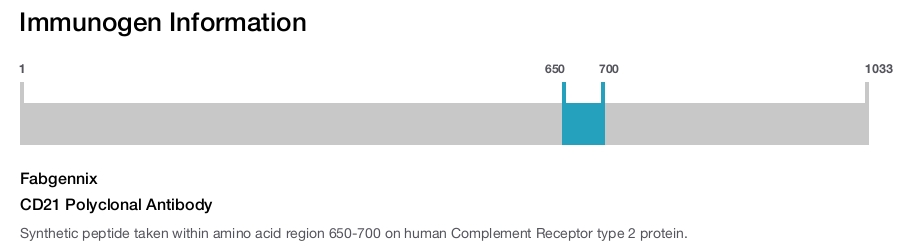 CD21 Polyclonal Antibody