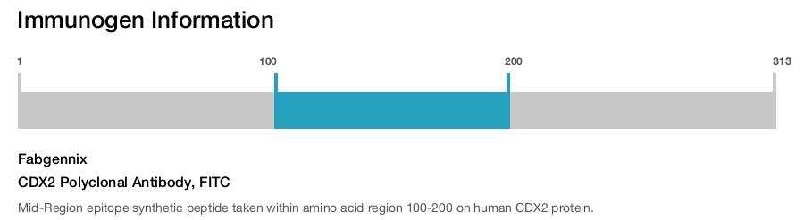 CDX2 Polyclonal Antibody, FITC