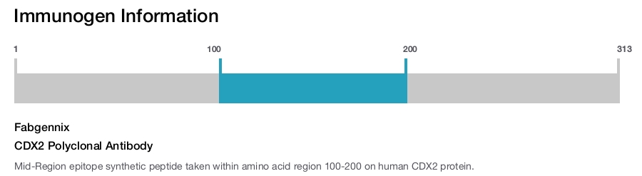 CDX2 Polyclonal Antibody