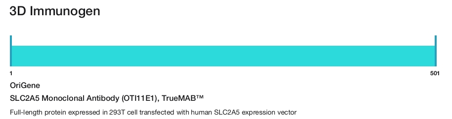 SLC2A5 Monoclonal Antibody (OTI11E1), TrueMAB&trade;