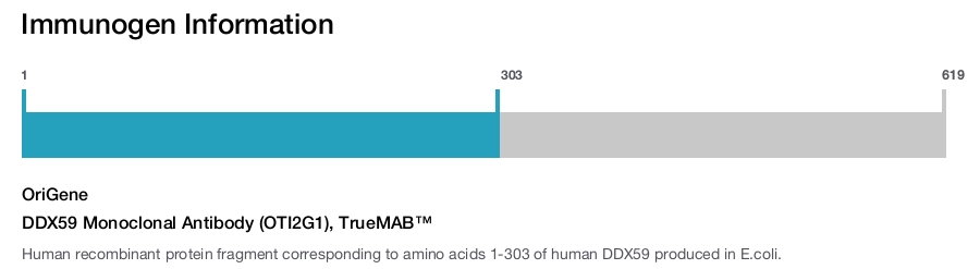 DDX59 Monoclonal Antibody (OTI2G1), TrueMAB™