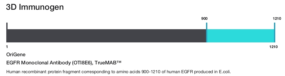 EGFR Monoclonal Antibody (OTI8E6), TrueMAB&trade;