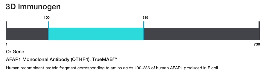 AFAP1 Monoclonal Antibody (OTI4F4), TrueMAB&trade;