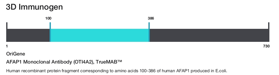 AFAP1 Monoclonal Antibody (OTI4A2), TrueMAB&trade;