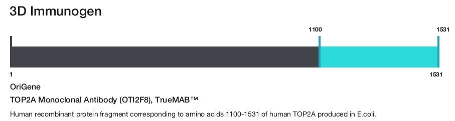 TOP2A Monoclonal Antibody (OTI2F8), TrueMAB&trade;