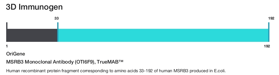 MSRB3 Monoclonal Antibody (OTI6F9), TrueMAB&trade;