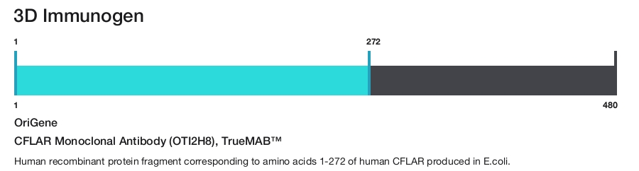 CFLAR Monoclonal Antibody (OTI2H8), TrueMAB&trade;