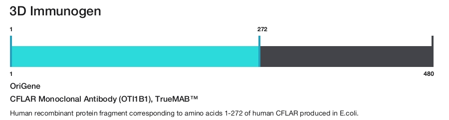 CFLAR Monoclonal Antibody (OTI1B1), TrueMAB&trade;