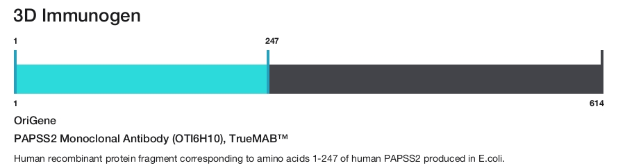 PAPSS2 Monoclonal Antibody (OTI6H10), TrueMAB&trade;