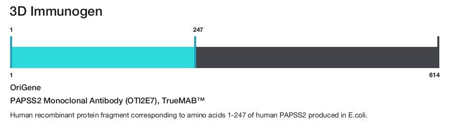 PAPSS2 Monoclonal Antibody (OTI2E7), TrueMAB&trade;