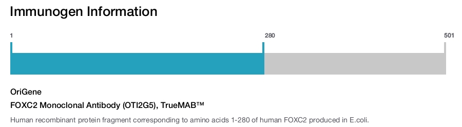 FOXC2 Monoclonal Antibody (OTI2G5), TrueMAB™