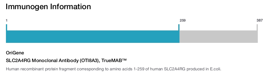 SLC2A4RG Monoclonal Antibody (OTI8A3), TrueMAB™
