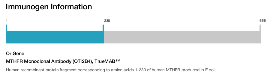 MTHFR Monoclonal Antibody (OTI2B4), TrueMAB™