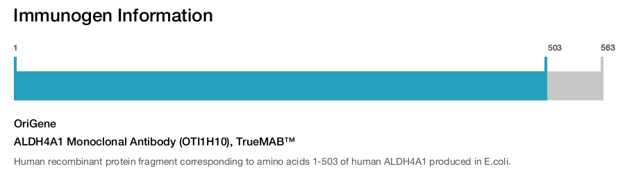 ALDH4A1 Monoclonal Antibody (OTI1H10), TrueMAB™