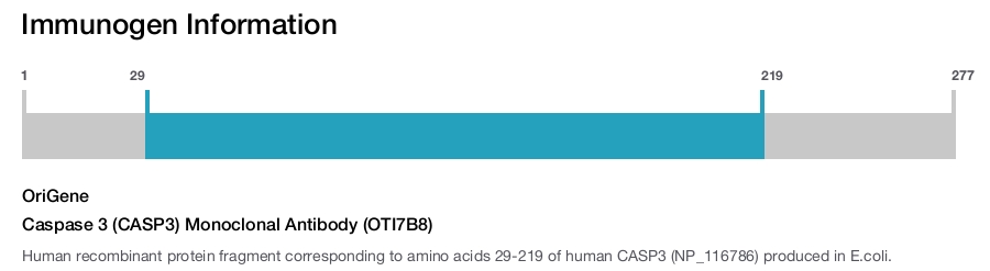 Caspase 3 (CASP3) Monoclonal Antibody (OTI7B8)