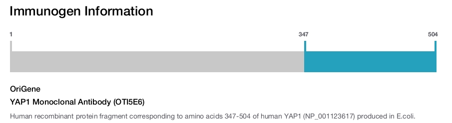 YAP1 Monoclonal Antibody (OTI5E6)