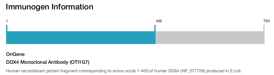DDX4 Monoclonal Antibody (OTI1G7)