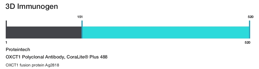 OXCT1 Polyclonal Antibody, CoraLite&reg; Plus 488