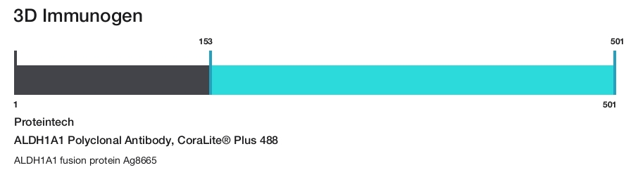 ALDH1A1 Polyclonal Antibody, CoraLite&reg; Plus 488