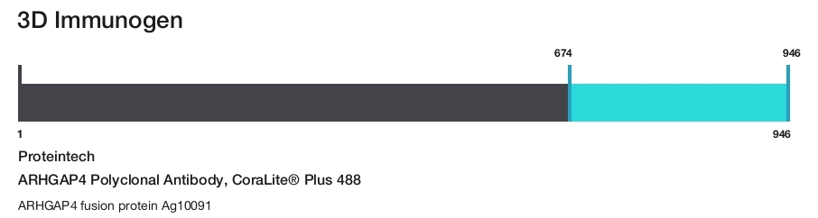 ARHGAP4 Polyclonal Antibody, CoraLite&reg; Plus 488