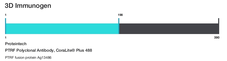 PTRF Polyclonal Antibody, CoraLite&reg; Plus 488