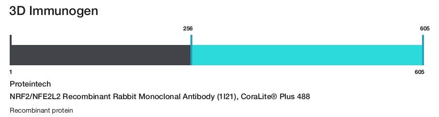 NRF2/NFE2L2 Recombinant Rabbit Monoclonal Antibody (1I21), CoraLite&reg; Plus 488