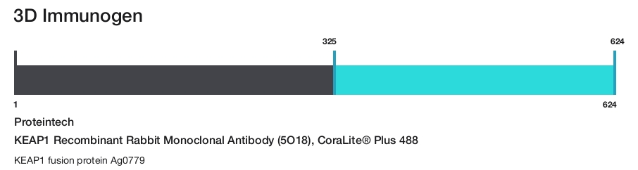 KEAP1 Recombinant Rabbit Monoclonal Antibody (5O18), CoraLite&reg; Plus 488