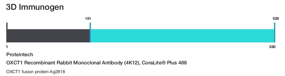 OXCT1 Recombinant Rabbit Monoclonal Antibody (4K12), CoraLite&reg; Plus 488