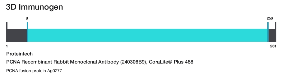 PCNA Recombinant Rabbit Monoclonal Antibody (240306B9), CoraLite&reg; Plus 488